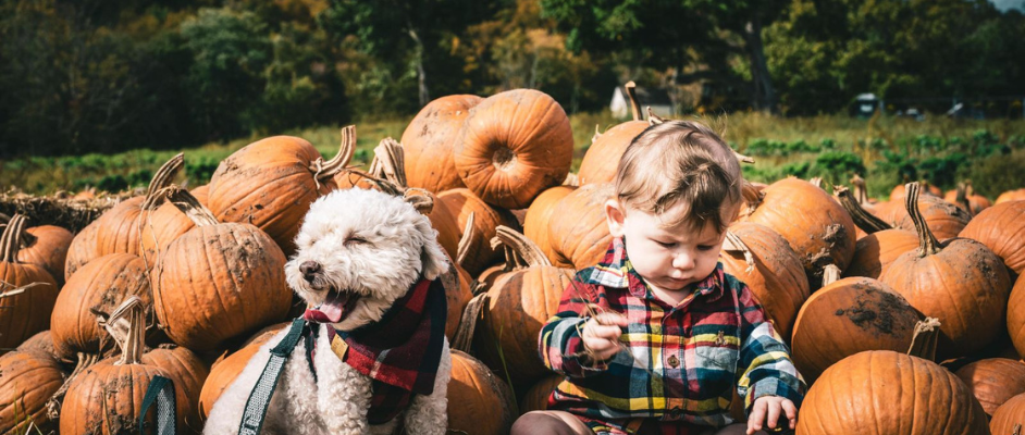 Halloween: 5 tipp a legfélelmetesebb bulikhoz!
